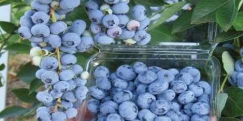 Borovnica brigitta blue (brigitta blue): opis sorte, recenzije, fotografije