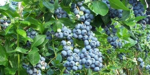 Borovnica chandler (cherndler, chandler): opis sorte, sadnja i njega, uzgoj