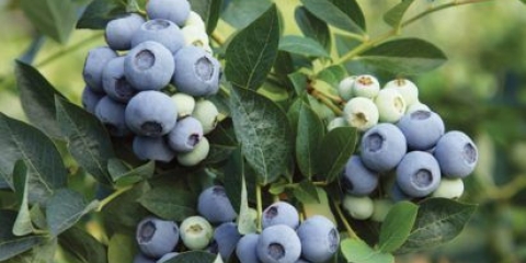 Borovnica denis plava (deniz plava): opis i karakteristike sorte