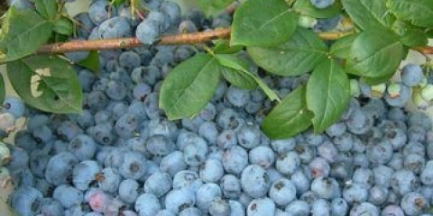 Borovnica elizabeta (elisabeth): karakteristike i opis sorte, fotografije, recenzije