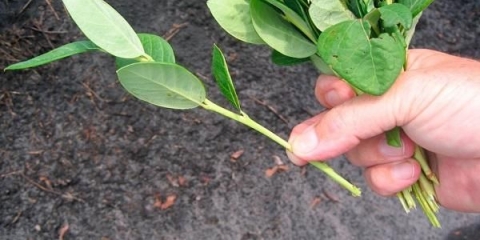 Borovnica erliblyu (earliblue): opis sorte, recenzije