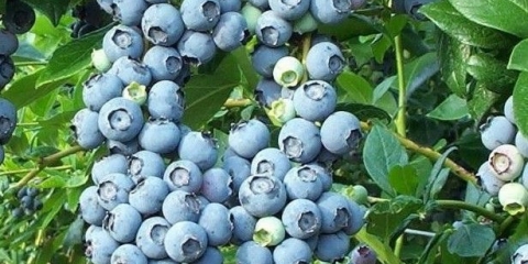 Blueberry northland