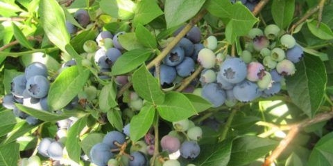 Borovnica reka (reka): karakteristike i opis sorte, recenzije