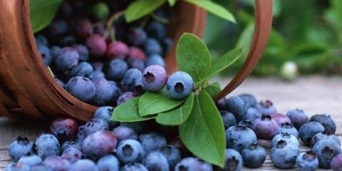 Vrtne borovnice: sadnja i njega