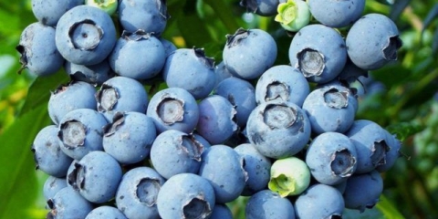 Borovnica toro (toro): opis sorte, recenzije, fotografije