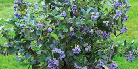 Borovnica visoka: voće i bobičasto voće, karakteristike rasta