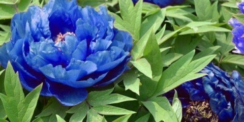 Plavi (plavi) božuri: fotografija cvijeća s imenom