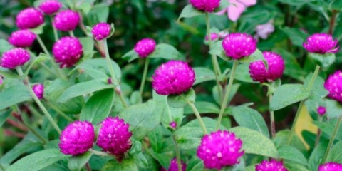 Gomphrena: fotografija cvijeća u cvjetnjaku i u vrtu, sadnja i njega