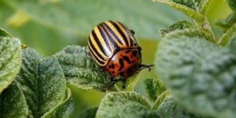 Senf od koloradske zlatice