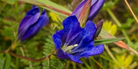 Gentian plućni: fotografija i opis