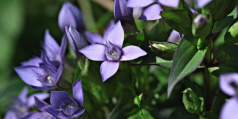 Gencijan križni (križasti): fotografija i opis