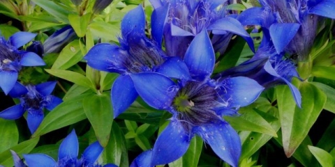 Gentian: sadnja i njega na otvorenom polju, vrste i sorte sa fotografijama, primjena