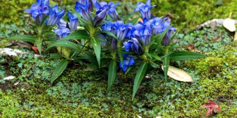 Grubi encijan: fotografija i opis