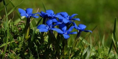 Gentian spring: fotografija i opis