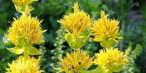 Gencijan žuta: opis, sadnja i njega na otvorenom polju