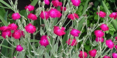 Adonis kožasti (lychnis coronata): opis, fotografija, reprodukcija