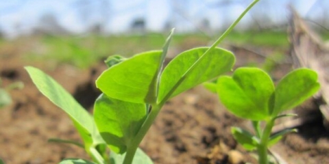 Grašak kao zeleno đubrivo: šta je, raste, kada kositi