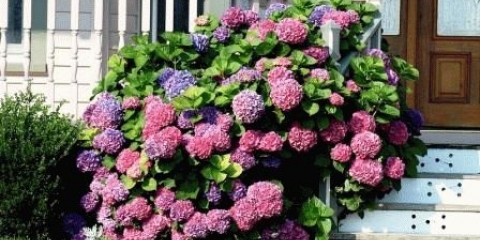 Hortenzije u pejzažnom dizajnu ljetne vikendice