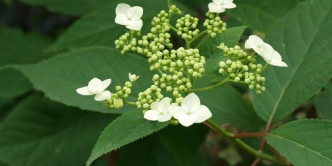 Hortenzija bretschneider: fotografije, sadnja i njega, recenzije