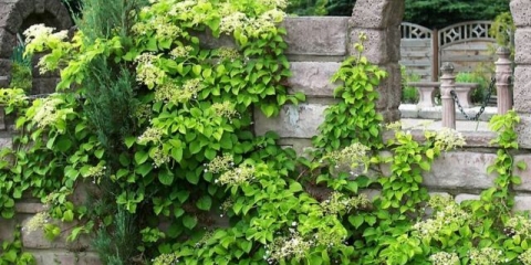 Hortenzija petiolate miranda: sadnja i njega, fotografije, recenzije