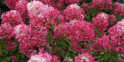 Hydrangea diamond rouge - opis, sadnja i njega