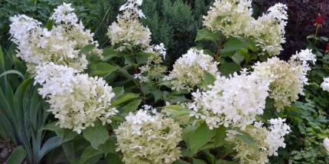 Hortenzija dolly: opis i fotografija, sadnja, njega, recenzije