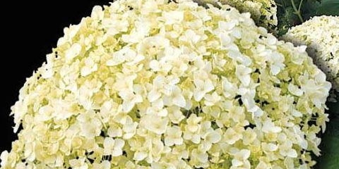 Bounty hortenzije: recenzije, sadnja i njega, fotografije