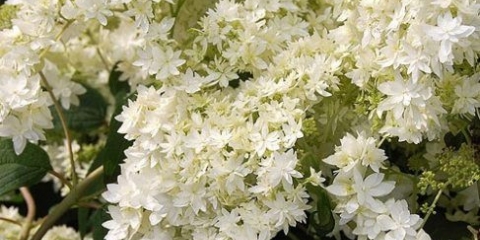 Starburst hortenzije: sadnja i njega, fotografije, recenzije