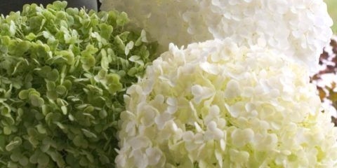 Hortenzija drvolika incredibol: sadnja i njega, fotografije, recenzije