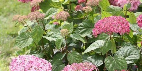 Hortenzija roze roze pinkushen: recenzije, sadnja i njega, fotografije
