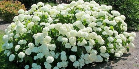 Drvo hortenzije: sadnja i njega na otvorenom polju