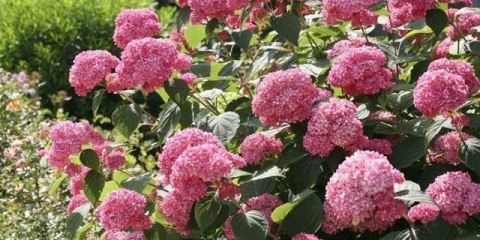 Hydrangea arborescens: razmnožavanje ljeti reznicama