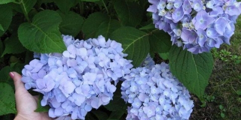 Hortenzija plava - opis, sadnja i njega