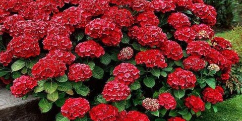 Hortenzija vruća crvena: opis, sadnja i njega, recenzije