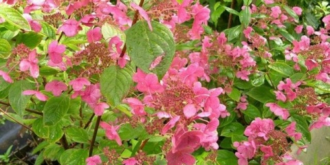 Hortenzija rano senzacija - opis sorte, sadnja i njega