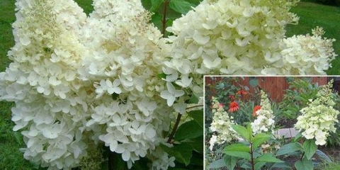 Hortenzija candelight - opis sorte, sadnja i njega