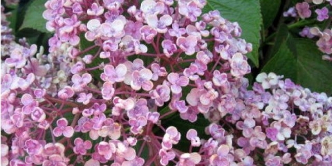 Hortenzija velikolisna aisha: opis, fotografije i recenzije