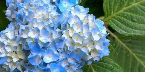 Krupnolisna hortenzija: sadnja i njega na otvorenom polju