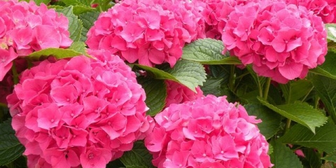 Hortenzija masya s velikim listovima: opis, sadnja i njega, recenzije