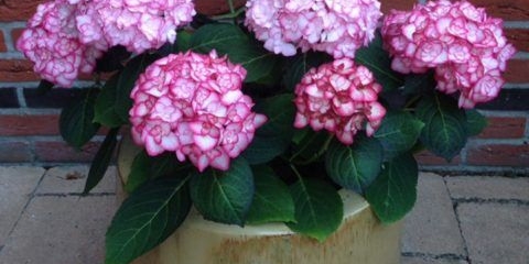 Hortenzija miss saori: recenzije, opis, fotografija