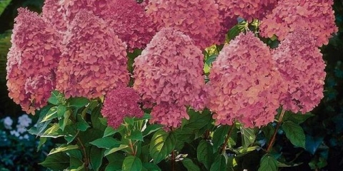 Čarobna vatra hortenzije - opis, sadnja i njega