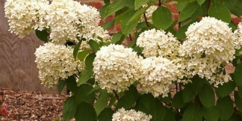 Čarobna svijeća hortenzije - opis, sadnja i njega