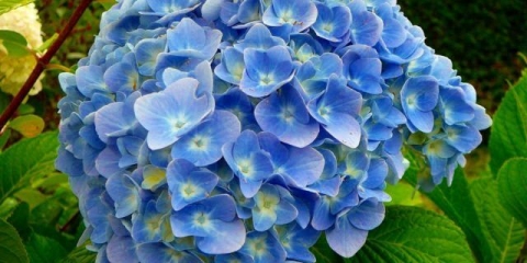 Hortenzija nikko plava: opis, sadnja i njega, fotografije, recenzije