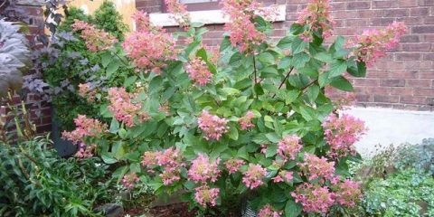Hortenzija ružičasti dijamant - opis, sadnja i njega