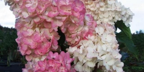 Hortenzija ružičasta dama: opis sorte, sadnja i njega