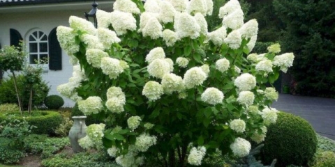 Hortenzija polarni bir: opis, sadnja i njega, kako rezati, fotografije, recenzije