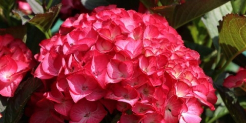 Hortenzija crveni anđeo: sadnja i njega, fotografije, recenzije