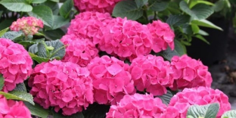 Hortenzija crvena baron: recenzije, sadnja i njega, fotografije