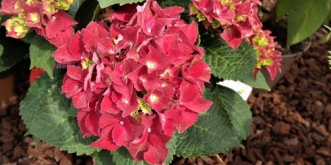 Hortenzija kraljevska crvena: opis, sadnja i njega, reprodukcija