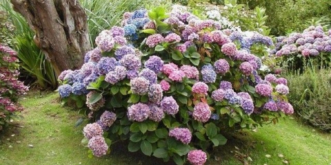 Vrtna hortenzija: sadnja i njega na otvorenom polju